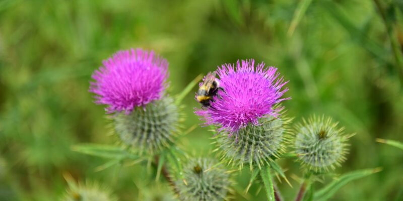 Purple thistle flowers in a field with a bee resting on one of them.