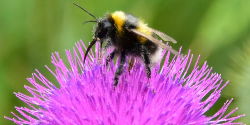 A bee perches atop a purple thistle flower.