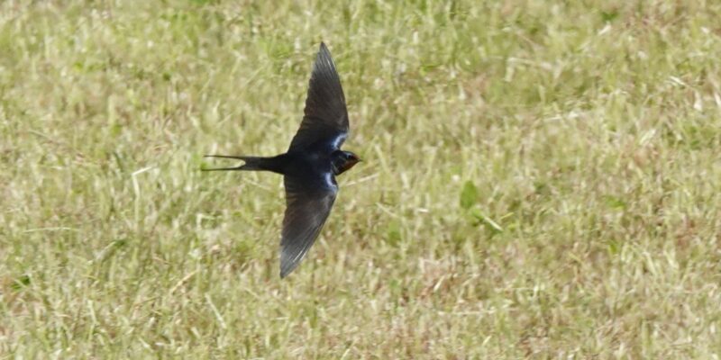 A swallow swoops across a field of crops.